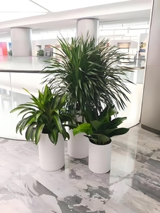 北仑花卉租赁专业